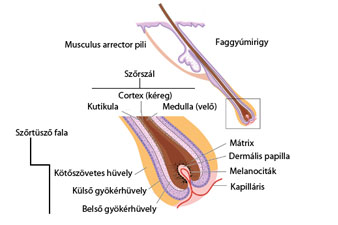 kapilláris a péniszen