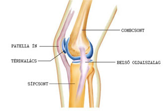 a térd porcának károsodásának tünetei