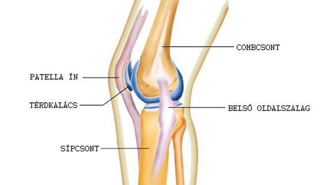 A térdízület anatómiája és biomechanikája