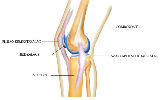 térd patello combcsont-artrózisa térdfájdalom az életkorral
