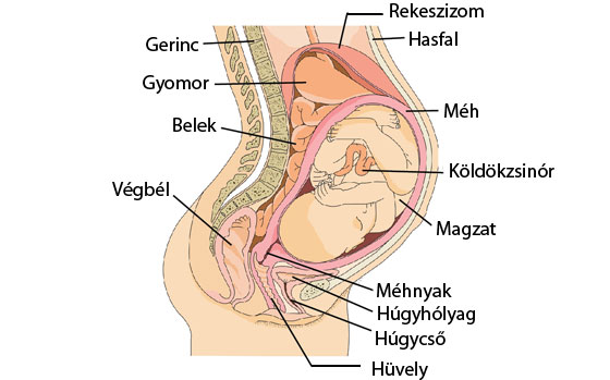 visszér a terhesség alatt a gyomorban