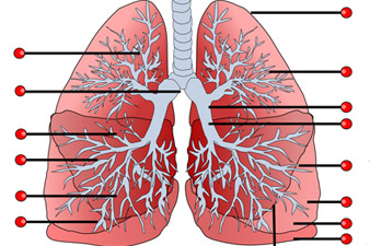A tüdő és az alsó légutak