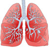 Tüdő anatómai felépítése