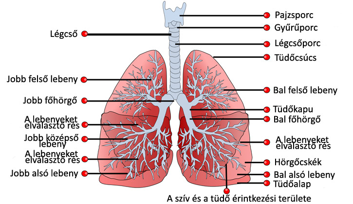 A tüdő anatómia