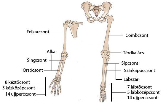 Arthrózis (porckopás) tünetei és kezelése - HáziPatika