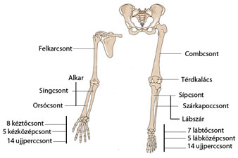 Mi okozhat vállfájdalmat? - A vállízületi arthrosisról