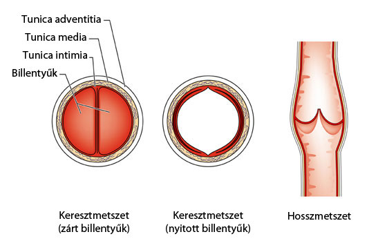 Vénabillentyűk