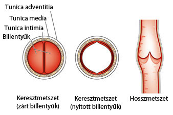 A vénabillentyűk feladata