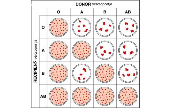 milyen vércsoportok vannak