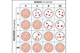 Vércsoportok és vérátömlesztés
