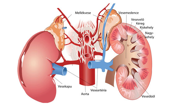 a vesemedence magas vérnyomása