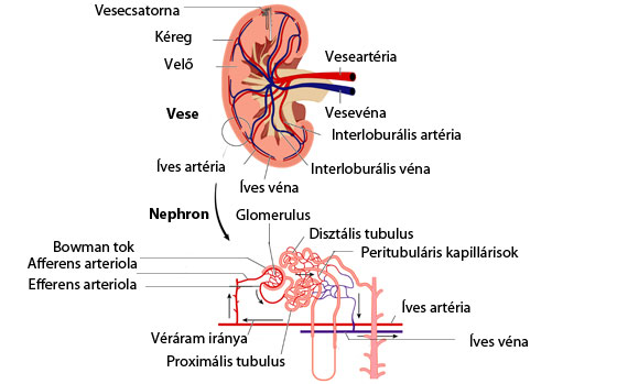 Vese felépítése