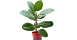 Allergia