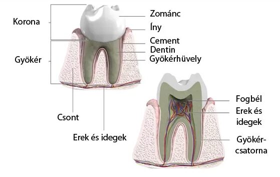 A fogak anatómiája