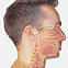 Fül-orr-gégészeti betegségek