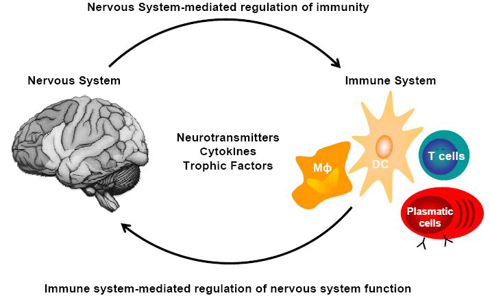 Neuro-immun interakció