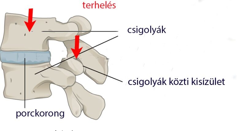 Csigolyák és porckorong terhelése