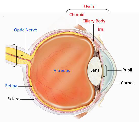 Az emberi szem anatómiája; Kép forrása: https://www.nei.nih.gov/