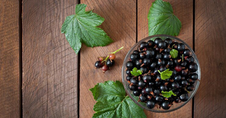 Fekete ribizli (Ribes nigrum)