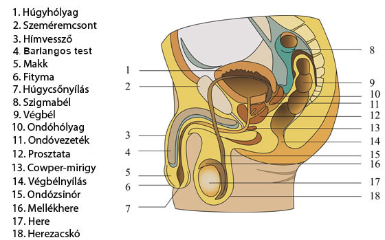 Férfi nemi szervek anatómiája