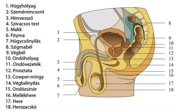 Prostatitis és nyomás kezelés prosztatit urethritis