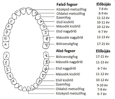 A maradandó fogak áttörésének jellemző ideje