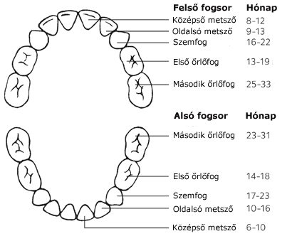 Tejfogak előtörésének ideje (fogzás) foganként