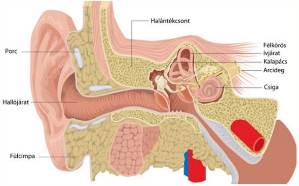 Magas vérnyomás esetén a fül el van dugulva, A fülzúgás okai és kezelése