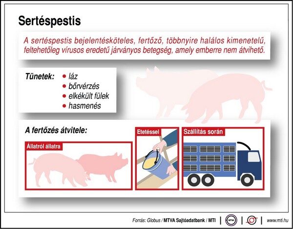 sertéspestis infografika