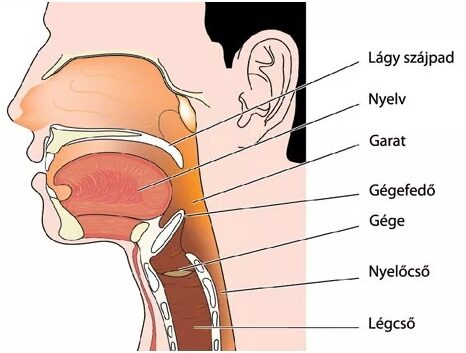 Légcső fájdalom