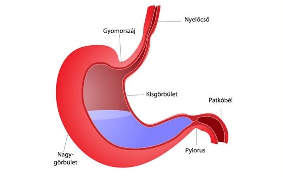 Prosztatagyulladás (prostatitis) Gyomor és prosztatitis