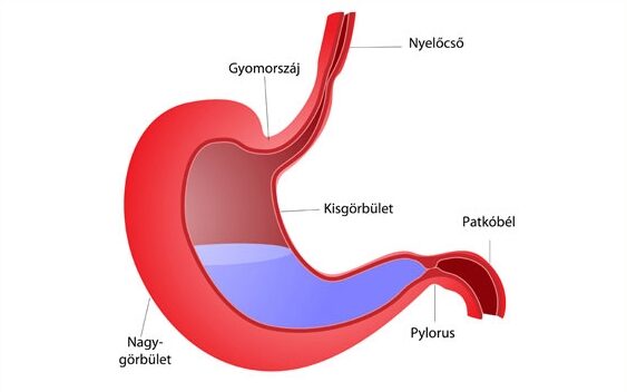 gyomorszáj