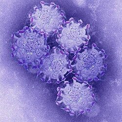 H1N1 vírus mikroszkópos