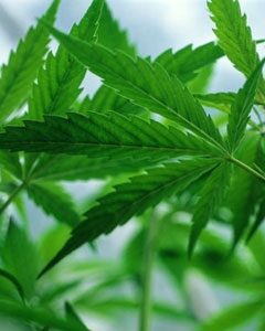 Cannabis növény