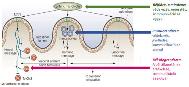 Bélflóra-immunrendszer-bél-idegrendszer
