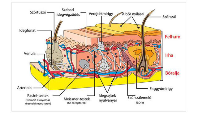 A bőr anatómiája 