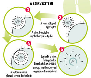 influenza- szerű tünetek és fogyás)