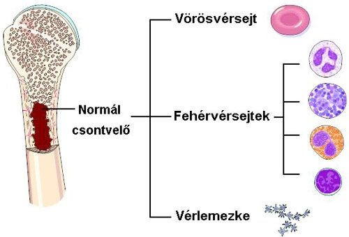 Az egészséges csontvelő felépítése és a vér alakos elemei