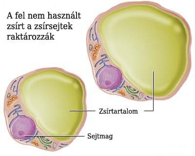 helminták és a túlsúly paraziták az ember tervében