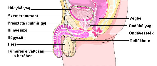 Az impotencia szervi okai