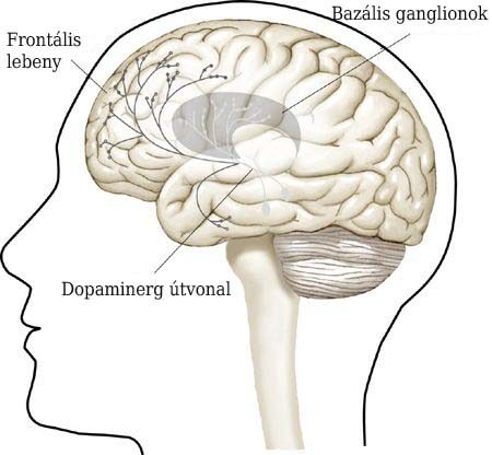 A jutalmazási rendszerben részvevő dopaminerg pályák sémás ábrázolása