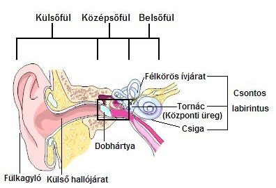 hallójárat