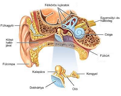 A fül anatómiája, Kép forrása: https://www.nlm.nih.gov