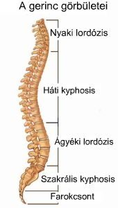 Gerinc görbület ábra