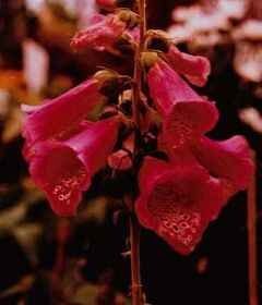 Piros gyűszűvirág (Digitalis purpurea)