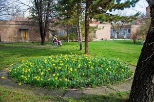 Nárcisz, a hospice szimbóluma