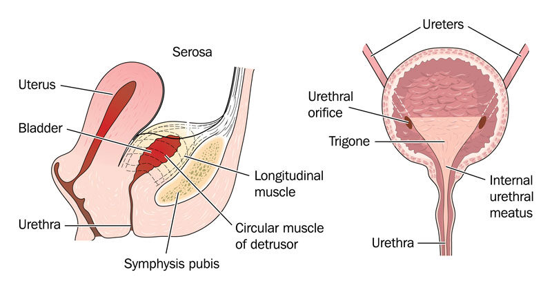 az urethritis a prosztatitishez megy krónikus prosztatitis és ed