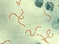 a streptococcusok aránya egy kenetben férfiaknál