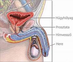 erekciós prosztata műtét