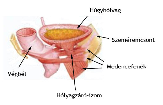 A húgyhólyag működése